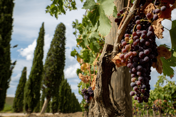 A Rota do Vinho Vegano: Explorando Vinícolas Sustentáveis na Toscana