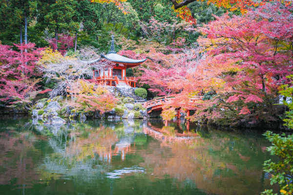 Viagem Aromática: Explorando os Jardins de Chá e sua Cerimônia no Japão